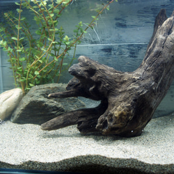 アク抜き不要！水に沈む状態でお届けします』アクアリウム 流木 あく