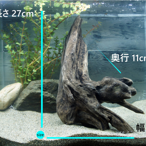 アク抜き不要！水に沈む状態でお届けします』アクアリウム 流木