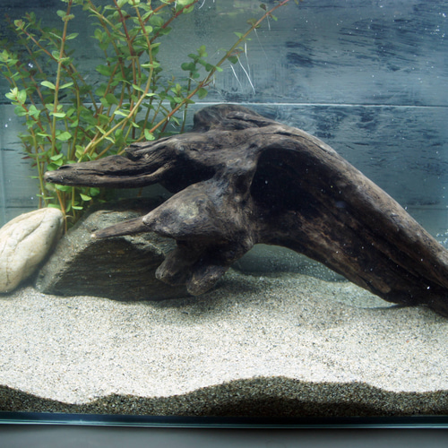アク抜き不要！水に沈む状態でお届けします 流木 アクアリウム 熱帯魚 送料無料 あく抜き不要！水に沈む状態でお届けします』アクアリウム 流木
