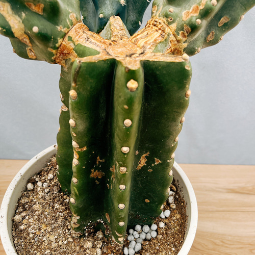 ［現品］☆人気☆ 16番　柱サボテン　鬼面角 ブランチ　8号　観葉植物　大型 現品］☆人気☆ 51番 柱サボテン 鬼面角 ブランチ 8号 観葉植物