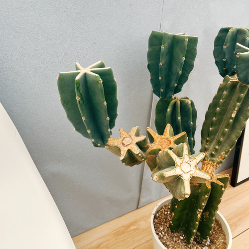 現品］☆人気☆ 51番 柱サボテン 鬼面角 ブランチ 8号 観葉植物