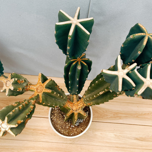 現品］☆人気☆ 51番 柱サボテン 鬼面角 ブランチ 8号 観葉植物
