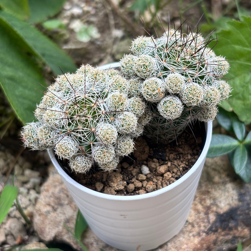 赤花銀手毬 多肉植物 サボテン 多肉植物 galleryk's GONZU 通販