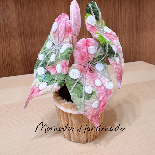 モールフラワー ベゴニア・マクラータの鉢植え 観葉植物 ピンクと緑の