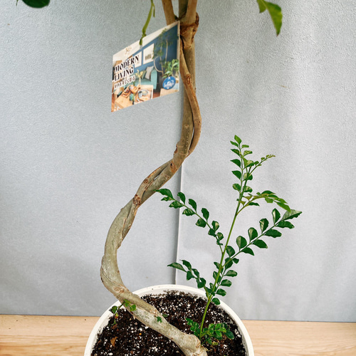 ［現品］30番　シマトネリコ　曲がり　8号　観葉植物　大型　屋外　おしゃれ 現品］30番 シマトネリコ 曲がり 8号 観葉植物 大型 屋外