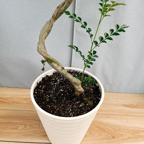 現品］13番 シマトネリコ 曲がり 8号 観葉植物 大型 屋外 ベランダ