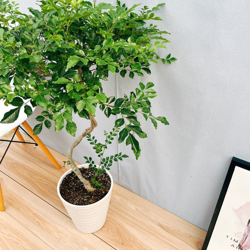 ［現品］30番　シマトネリコ　曲がり　8号　観葉植物　大型　屋外　おしゃれ 現品］30番 シマトネリコ 曲がり 8号 観葉植物 大型 屋外