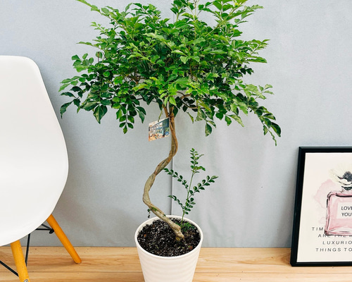 現品］13番 シマトネリコ 曲がり 8号 観葉植物 大型 屋外