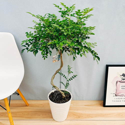 現品］13番 シマトネリコ 曲がり 8号 観葉植物 大型 屋外 ベランダ