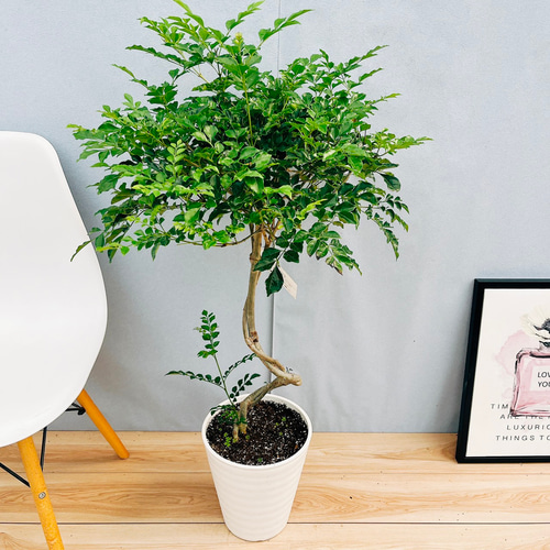 現品］13番 シマトネリコ 曲がり 8号 観葉植物 大型 屋外 ベランダ