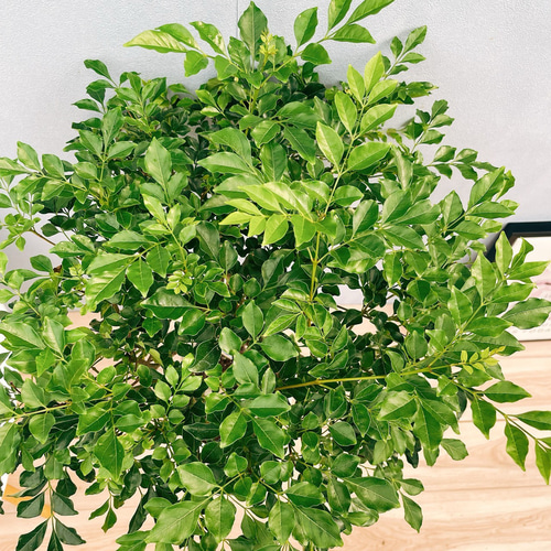 現品］13番 シマトネリコ 曲がり 8号 観葉植物 大型 屋外 ベランダ