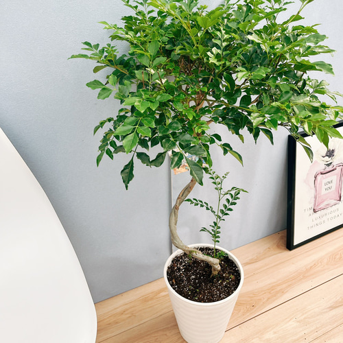 現品］13番 シマトネリコ 曲がり 8号 観葉植物 大型 屋外 ベランダ