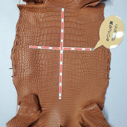 ワニ革  半艶マット バンビブラウン  No.C008509 9枚目の画像