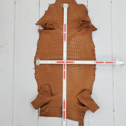 ワニ革  半艶マット バンビブラウン  No.C008509 6枚目の画像