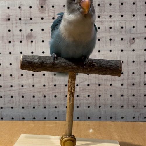 ☆スイングパーチM☆ 【止まり木サイズオーダー品】バードジム