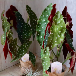 立派♡ 希少♡斑入り♡エバーフレッシュ♡ネムの木♡観葉植物♡インテリア♡ 希少♡斑入り♡エバーフレッシュ♡ネムの木♡観葉植物