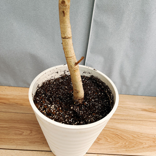 現品］92番 フィカス アルテシマ 曲がり 8号 観葉植物 室内 ゴム