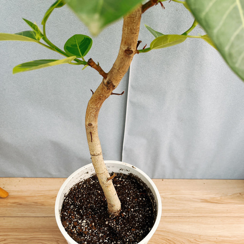 ［現品］92番　フィカス　アルテシマ　曲がり　8号　観葉植物　室内　ゴムの木 現品］92番 フィカス アルテシマ 曲がり 8号 観葉植物 室内 ゴム