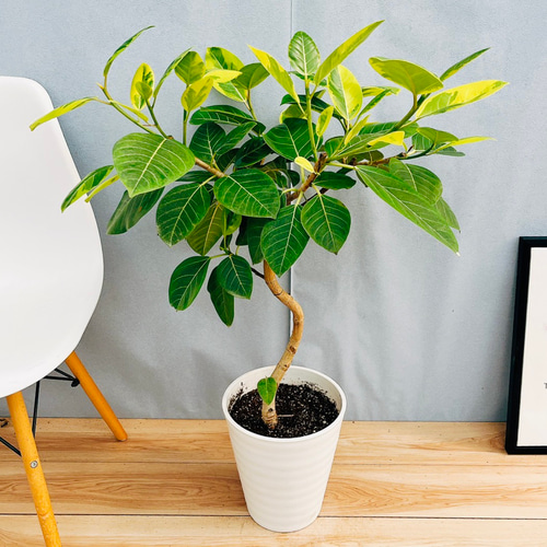 現品］4番 大人気！ フィカス アルテシマ 曲がり 8号 観葉植物 室内