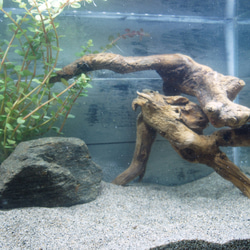 アク抜き不要！水に沈む状態でお届けします』アクアリウム 流木