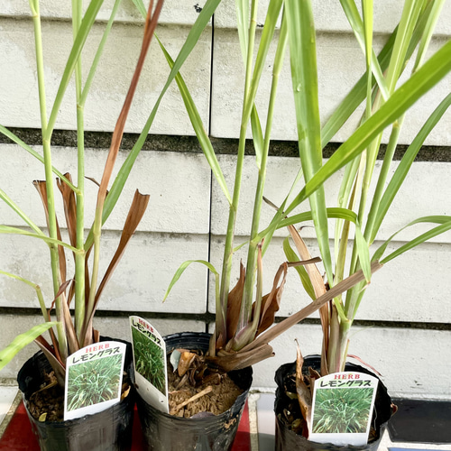 鉢ごと発送 レモングラス苗（3号ポット）3鉢｜料理やハーブティーに