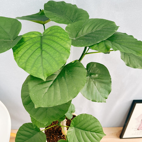現品］1番 フィカス ウンベラータ 観葉植物 室内 陶器鉢受け皿付き 