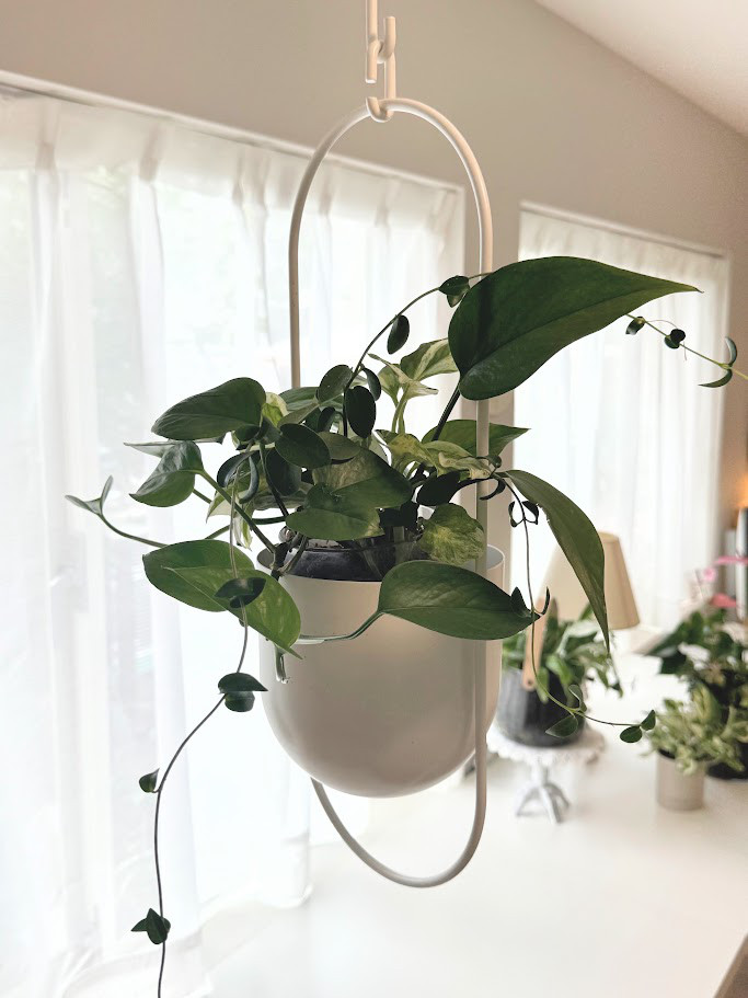 【モダンなグリーンハンギング】ギャザリング　寄せ植え　透明グラス　白　ギフト　素敵なインテイリア　緑　枯れにくい観葉植物