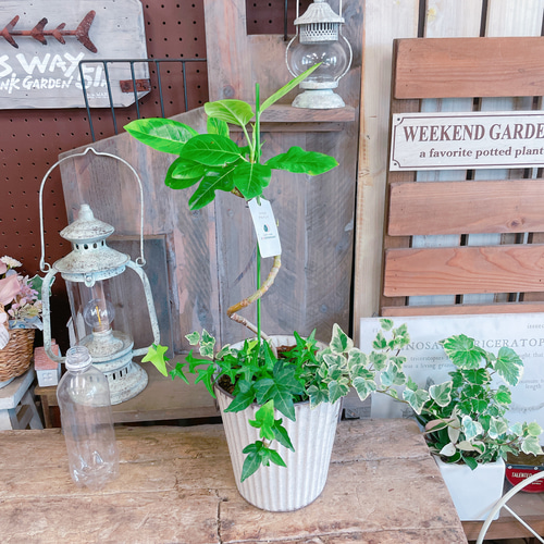 35%OFF！現品SALE♡【くねっとアルテシマ&アイビー】グリーン寄せ植え