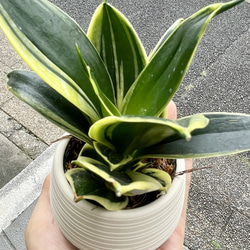  第4張的照片
