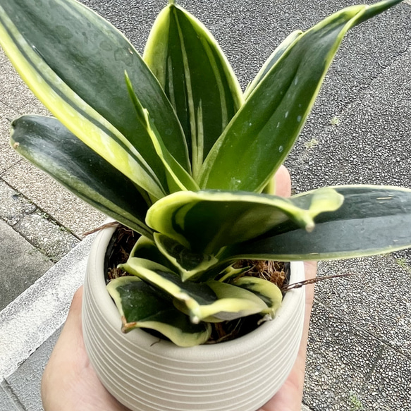  第4張的照片