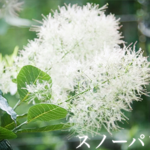 スモークツリー苗スノーパフ その他素材 虹花園 幸店 通販 19539965