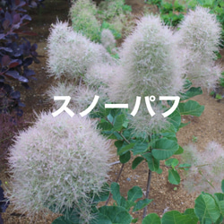 パンパスグラス苗 ホワイトフェザー1ポット その他素材 虹花園 幸店