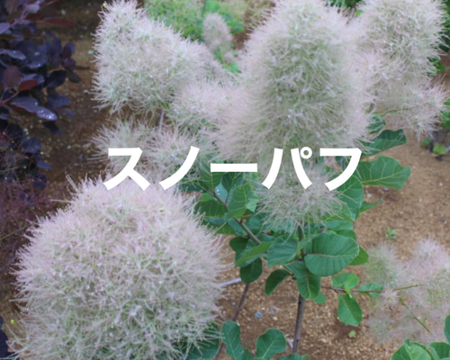 大株 スモークツリー スノーパフ 雌株 煙の木 挿し木 苗木 花木 44