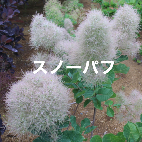 スモークツリー苗スノーパフ その他素材 虹花園 幸店 通販 19539965