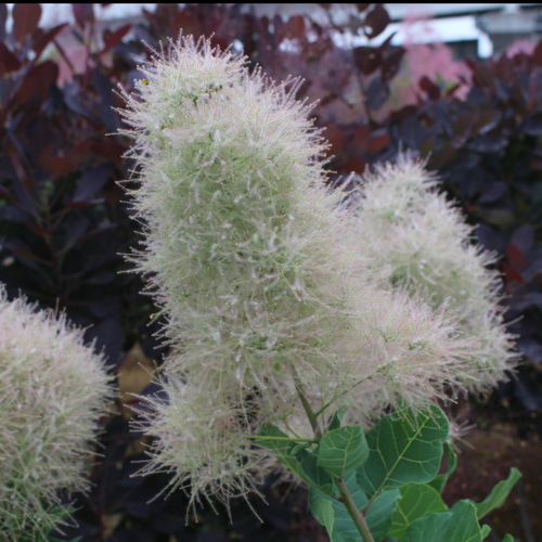 スモークツリー苗スノーパフ その他素材 虹花園 幸店 通販 19539965