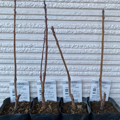 スモークツリー苗スノーパフ その他素材 虹花園 幸店 通販 19539965