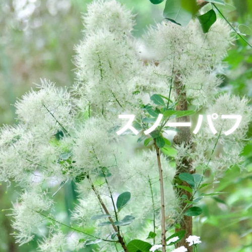 スモークツリー苗スノーパフ その他素材 虹花園 幸店 通販 19539965