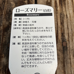 希少ローズマリー白花＊常緑樹＊ハーブ＊ 10枚目の画像