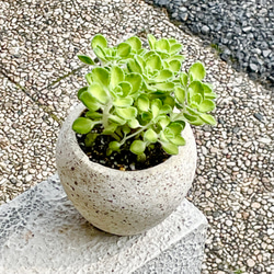 コロンとかわいい  珍しい斑入り♡  プレクトランサス アロマティカス   ライムシャワー セメントボールポット 3枚目の画像