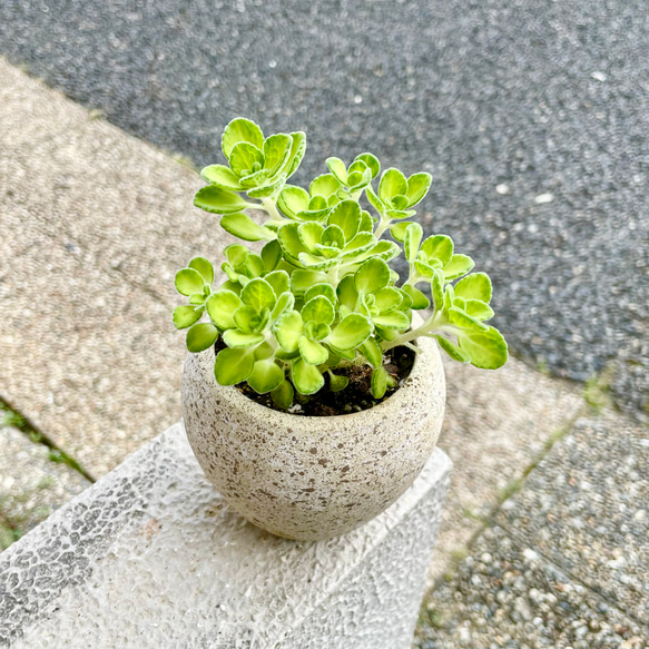 コロンとかわいい  珍しい斑入り♡  プレクトランサス アロマティカス   ライムシャワー セメントボールポット 1枚目の画像