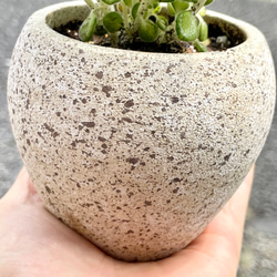 コロンとかわいい  珍しい斑入り♡  プレクトランサス アロマティカス   ライムシャワー セメントボールポット 10枚目の画像