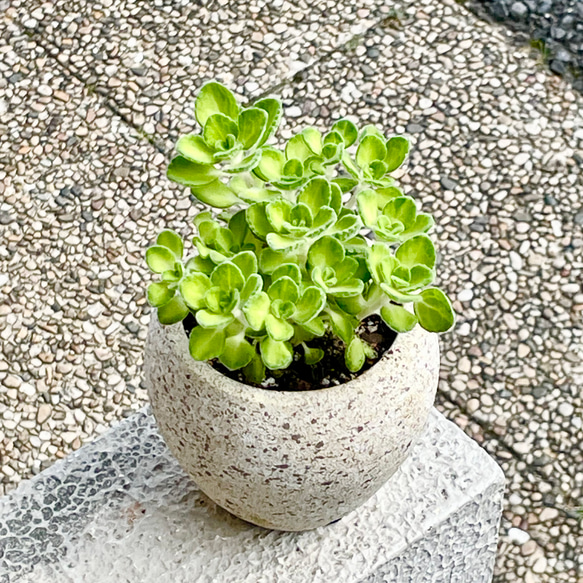 コロンとかわいい  珍しい斑入り♡  プレクトランサス アロマティカス   ライムシャワー セメントボールポット 2枚目の画像