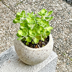 コロンとかわいい  珍しい斑入り♡  プレクトランサス アロマティカス   ライムシャワー セメントボールポット 4枚目の画像