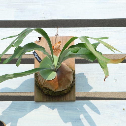 ビカクシダ ペガサス（P.Pegasus） 【公式通販】