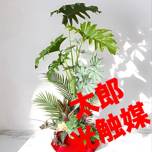 光触媒 人工観葉植物 ウォールグリーン フェイクグリーン セローム