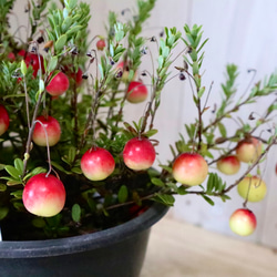 立派♡ 希少♡斑入り♡エバーフレッシュ♡ネムの木♡観葉植物♡インテリア♡ 希少♡斑入り♡エバーフレッシュ♡ネムの木♡観葉植物♡インテリア