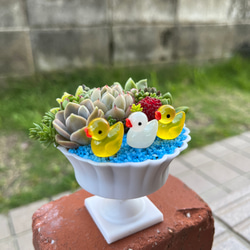 ★送料無料★♡そのまま飾れる♡仲良しアヒルちゃん♬可愛い多肉植物寄せ植え╰(*´︶`*)╯♡ 2枚目の画像