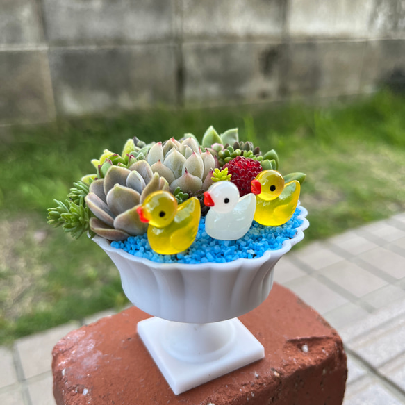 ★送料無料★♡そのまま飾れる♡仲良しアヒルちゃん♬可愛い多肉植物寄せ植え╰(*´︶`*)╯♡ 2枚目の画像