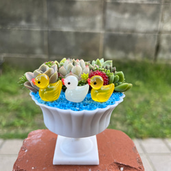 ★送料無料★♡そのまま飾れる♡仲良しアヒルちゃん♬可愛い多肉植物寄せ植え╰(*´︶`*)╯♡ 1枚目の画像