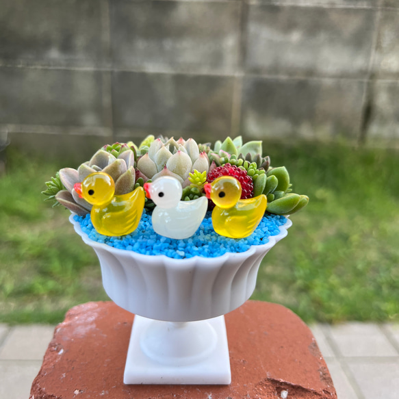 ★送料無料★♡そのまま飾れる♡仲良しアヒルちゃん♬可愛い多肉植物寄せ植え╰(*´︶`*)╯♡ 1枚目の画像